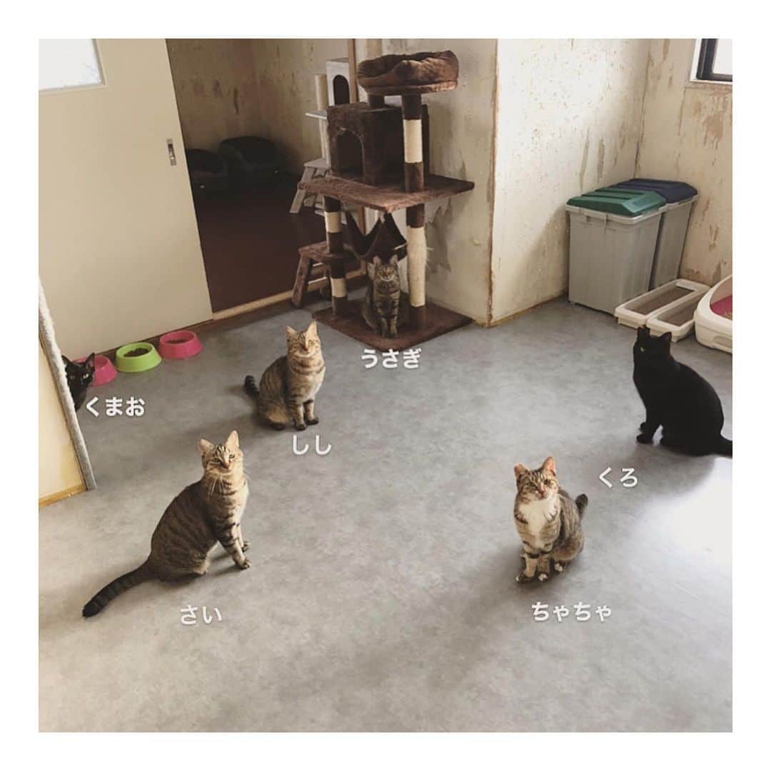こむぎのインスタグラム：「* 岐阜多頭飼育崩壊現場の猫たち 先日は手術を頑張ったちゃちゃにたくさんのコメントとメッセージありがとうございました😭 中々お返事できてませんがありがたく読ませていただいておりますー🙇🏻🙇🏻 ・ さてさて！ちゃちゃの抜歯手術のことがあり、中々投稿出来なかった嬉しい報告が！✨ 先週の日曜日にお見合いをしまして、里親希望者さんが我が家と現場へお越しくださり、さいちゃんのトライアルが決定しましたーー😳✨ 1枚目の写真は少し前に撮ったものですが、手前右ちゃちゃが手術のために我が家へやってきて、同じく手前左のさいちゃんがトライアルに向けて我が家で少しの間様子見です🤗 ・ 一時的ですが現在我が家には、てなちゃん、ぶどうくん、しゅうくん、ちゃちゃ、さいちゃんと、我が家のごまちゃんを加えると成猫6匹の大所帯😂 成猫は穏やかとはいえ、それぞれの健康管理をきちんとしようとするとかなり大変で😂 返信遅いこともありますがご容赦ください〜🙇🏻🙇🏻🙇🏻 ・ でも本当にちゃちゃの手術が無事に終わって良かった😭人をまた少し怖がるようになってしまったけど、ご飯も食べれているので甘えん坊に戻ってくれると信じてます😭 そしてお顔が特徴的なさいちゃん🦏 慣れたらとっても甘えん坊になるさいちゃんですが、甘えん坊ゆえに私を見て！と腕や服を噛む素振りがあったり、現場では自己主張なのか粗相もあることも💦それでもさいちゃんが良い！と言ってくれる方に出会えて良かったねぇ😭😭 今朝みたらちゃんとトイレでおしっこ出来てました♡ カリカリとパウチも少しずつ食べれたね☺️えらいぞさいちゃん👏 現場は人も住んでいないし、猫たちもたくさんすぎたけれど、里親さんのお家なら目一杯甘えられるからね🤗✨ 2枚目の写真は緊張しているさいちゃんです😂 現場でもそうだったけど、さいちゃんは最初だけ怖がりなんだよなぁ😂 3枚目の写真は脱トイレをしたちゃちゃです〜😊 トイレより毛布の上の方が寛げるよね😊 ・ それと、青井さん( @asano.aoi )が支援金の7月のまとめ報告を載せてくださってます🙏🏻 いつも皆さまご協力ありがとうございます😭 ちゃちゃの手術も病院での取材協力？もあり、いつもより5万円以上安くなったりで、とりあえず当面の通院費や搬送費は大丈夫そうです🤗 そのため支援金のご協力は無理なくお願いいたしますー🙇🏻✨ それと支援物資のAmazonほしいものリストの方は、また8月分を近々お願いさせていただきます🙇🏻 さいちゃんのトライアルが決まったので、これで里親募集している子の数は22匹になります✨ 現場に残されている子の数は6匹！なんとかあと少し頑張りたいと思います😭✨ 成猫ばかりで、しかも抜歯手術とその後のケアが必要な子が多く時間のかかる現場で恐縮ですが、長い目でご支援いただけると嬉しいです😭😭 みんな必要な医療が受けられて、順番にお口が痛いのも和らげることができているのも皆さんのご協力のおかげです。 本当に本当にありがとうございます😭 里親募集中の子たちの情報は @comugineko に掲載中✨ 里親希望やご質問などは私 @tomochunba の方へDMくださいませ🙏🏻✨ #岐阜多頭崩壊レスキュー」
