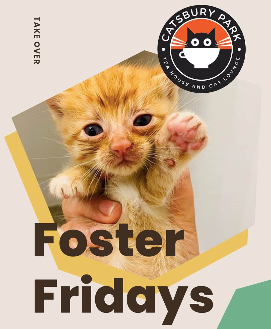 Cats of Instagramさんのインスタグラム写真 - (Cats of InstagramInstagram)「Today is #FosterFridays with @catsburypark! Climb on over to our stories to hear what they’re up to right now. ⁣ •••⁣ Every Friday, one of our favorite organizations takes over our Instagram stories! Please visit + follow their social to learn more.」8月1日 7時05分 - cats_of_instagram