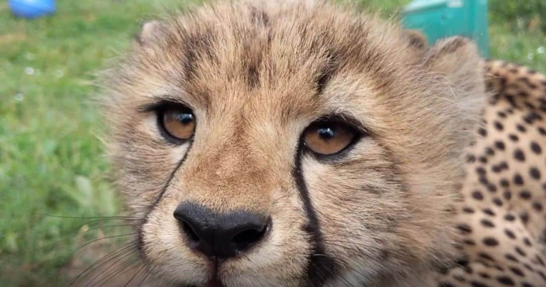 スミソニアン国立動物園さんのインスタグラム写真 - (スミソニアン国立動物園Instagram)「❤️🐆 We've made it through another week! Our reward? An update on Echo's adorable cheetah cubs. ✏️ UPDATE: https://s.si.edu/2Pdxlrk. (Link in bio) . . . #NatZooZen #CheetahCubdates」8月1日 7時05分 - smithsonianzoo