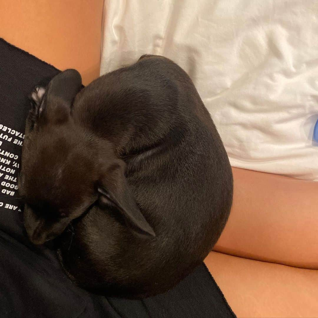 デュア・リパさんのインスタグラム写真 - (デュア・リパInstagram)「our tiny bestfriend Dexter!!! thank you @thelabellefoundation HE’S PERFECT 🤍」8月1日 7時46分 - dualipa