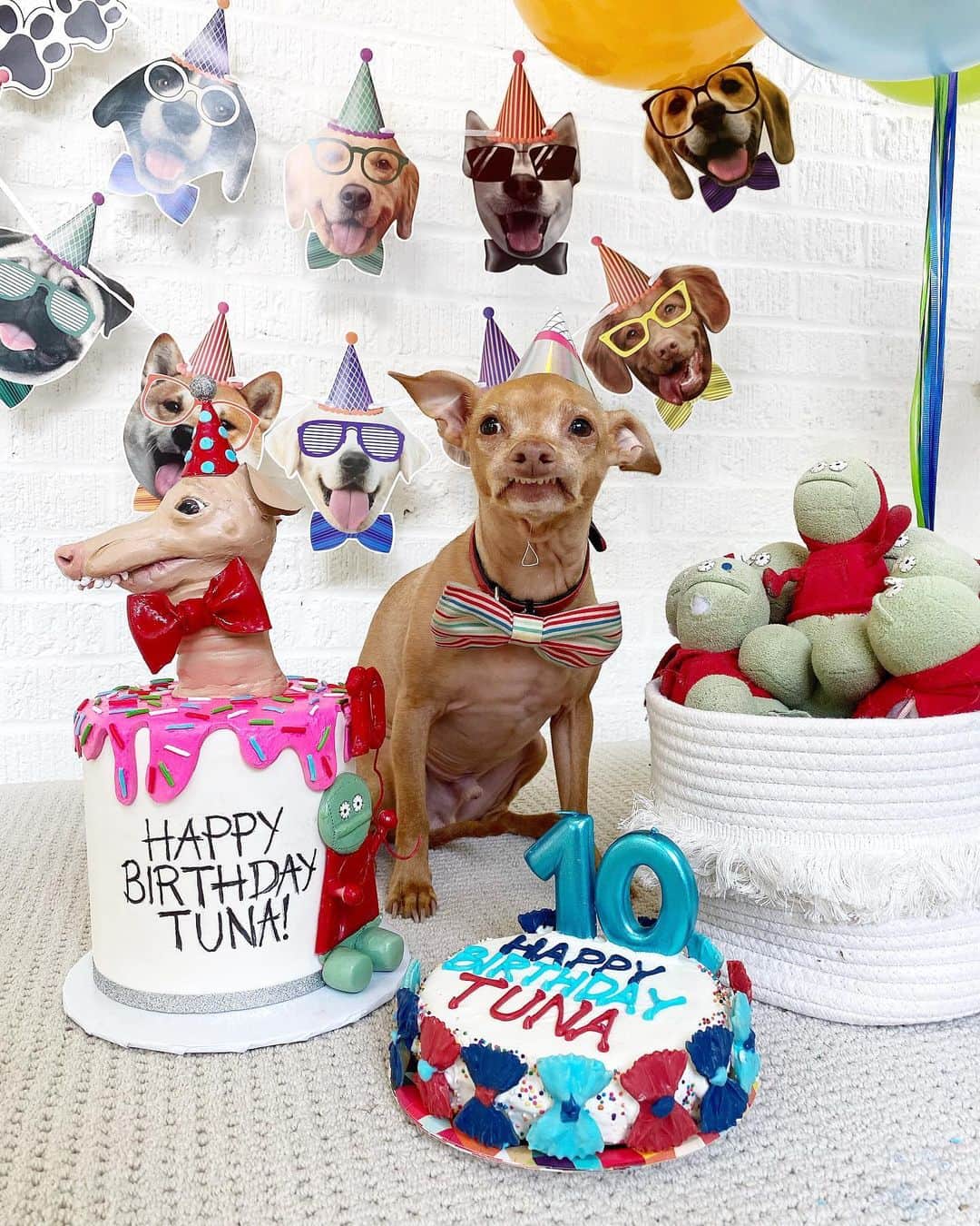 Tuna {breed:chiweenie} さんのインスタグラム写真 - (Tuna {breed:chiweenie} Instagram)「EEK! I can’t believe my baby is TEN! Thank you to everyone who celebrated with us- including the eight Colins. Sorry the LIVE internet connection was so bad 😩 Thanks to @wyliemae_me for bringing over Fisch and the balloons, and to @nala_cat for hopping on the LIVE party! Our buddy, @crusoe_dachshund, was going to hop on also, but we weren’t able to connect in time. A HUGE thank you to @pariscustomcakes for making and shipping his incredible Colin-clad prop cake, and to our local Atlanta, @dogcitybakery for making him a dog-friendly (bow tie noodle accessorised) birthday cake, last minute! We are so grateful for everything and for all of you!!! 😘😘😘」8月1日 7時54分 - tunameltsmyheart
