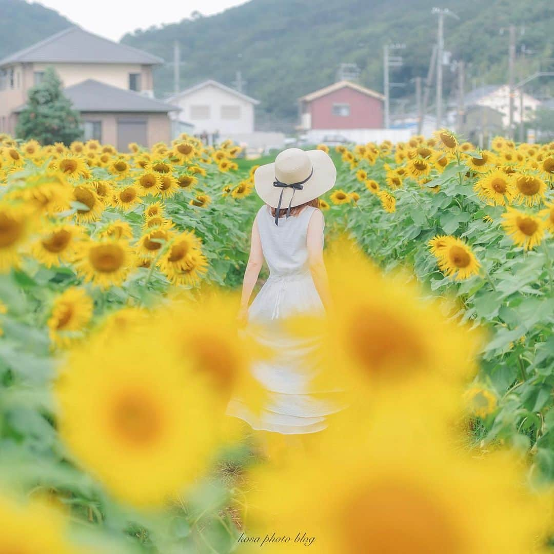 コサさんのインスタグラム写真 - (コサInstagram)「向日葵って見頃の時期が意外と短いですよね これから猛暑なので更に厳しくなりそう😅 . Location:和歌山 Wakayama / Japan🇯🇵 Date:2020年7月 . #はなまっぷ #light_nikon #sorakataphoto #LBJ_Legend #広がり同盟メンバー #nipponpic_member #special_spot_vip #IGersJP #japan_of_insta #Rox_Captures #art_of_japan_ #tokyocameraclub #dpj_member #IG_PHOS #photo_jpn #ptk_japan #pt_life_ #bestjapanpics #向日葵 #Japan_Daytime_View #insta_wakayama #グッドトリップ和歌山 #かつらぎーの #ひだかさんぽ #恋するひだか #PROJECT２４ #和歌山県道２４号を巡る#colore_de_saison #bestphoto_japan #japan_bestpic_」8月1日 8時02分 - kosa_photo