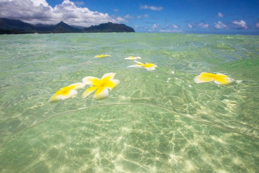 Luxury Cruise by Captain Bruceさんのインスタグラム写真 - (Luxury Cruise by Captain BruceInstagram)「Aloha Friday🌺　⁠ 近畿地方でなが〜い梅雨が明けましたね、夏本番が到来！東日本のみなさんは梅雨明けまでもう少しですね😣 太陽を見るとやっぱり気分も明るくなりますよね😊 梅雨が早く明けること、天国の海®︎から祈っております🤞🏽⁠ ⁠ #captainbruce #kaneohesandbar #kbay #hawaii #oahu #oahulife #vacation #travel #ahuolaka #ahuihou #キャプテンブルース #天国の海ツアー #天国の海 #サンドバーツアー #アフオラカ #ハワイ大好き #オアフ島 #絶景 #海」8月1日 8時01分 - cptbruce_hi