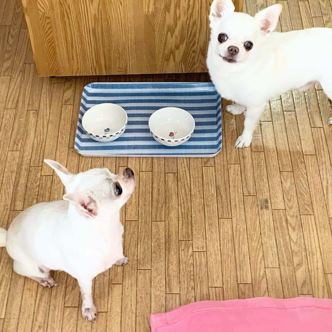 KORIKIのインスタグラム：「おはようございます♪ * #ご飯まだ　？ #dogofsapporo #dog, #dogs, #dogstagram,#chihuahua,#犬バカ部,#チワワ,#koriki, #hanadog #白スムチ連合会, #スムチー,  #dogofthedayjp, #dogoftheday  #ilovemydog #instadog #instapet #WhiteChihuahua  #吉娃娃 #치와와  #dogsofinstagram #Chihuahualover  #ชิวาวา #チワワの輪 #barkbox #WhiteChihuahuaParty #もふもふモフモフ」