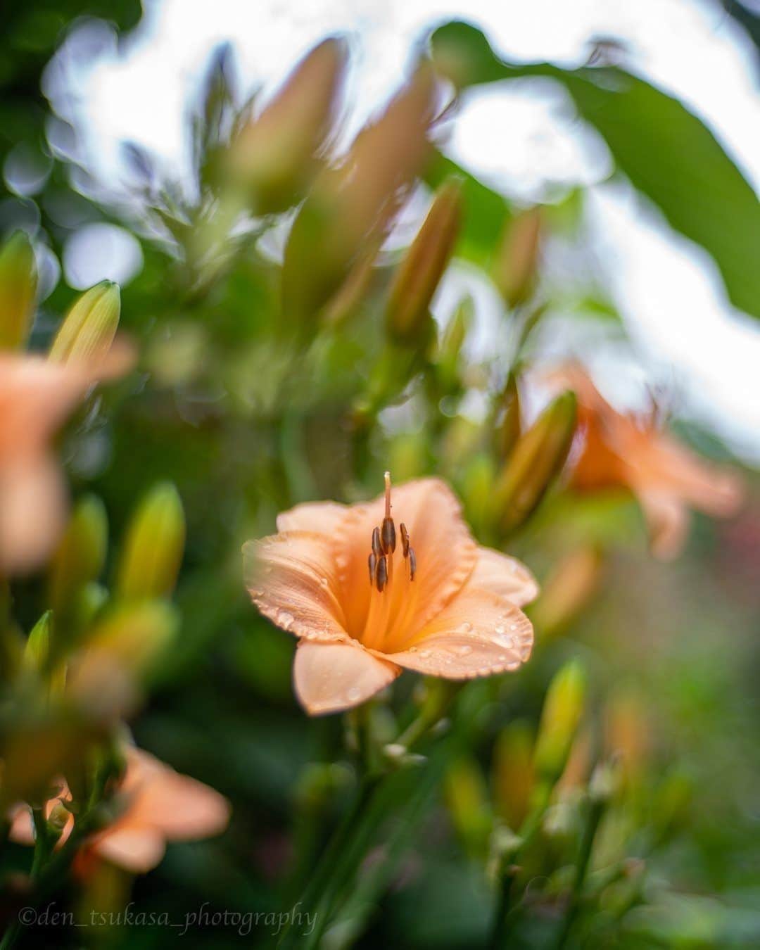 花の写真館のインスタグラム：「Photo by Den Tsukasa.⠀ .⠀ Original Post[投稿いただいたURL]⠀ https://www.facebook.com/photo.php?fbid=726078211184256⠀ .⠀ 本アカウントは、 #私の花の写真 をつけてInstagramに投稿された皆さまの花の写真や、「花の写真館」Facebookページで投稿された花の写真を紹介します。⠀ 「花の写真館」Facebookページは、「 @floral.photograph 」のプロフィールにあるURLからご覧ください。⠀ .⠀ ※各自、政府、自治体など公的機関の指示に従った行動をお願いします。⠀⠀ 東京カメラ部および分室では、写真を「見る楽しみ」を提供することを通して、微力ながら皆様にわずかな時間でも癒しをお届けしたいと思っております。⠀ ※本アカウントは東京カメラ部がFacebook、Instagramのサービスを利用して運営しているもので、Facebook社・Instagramとは一切関係ありません。⠀ .⠀ #花の写真館 #floralphotograph #floralphoto #flower #flowers⠀ Follow: @floral.photograph」