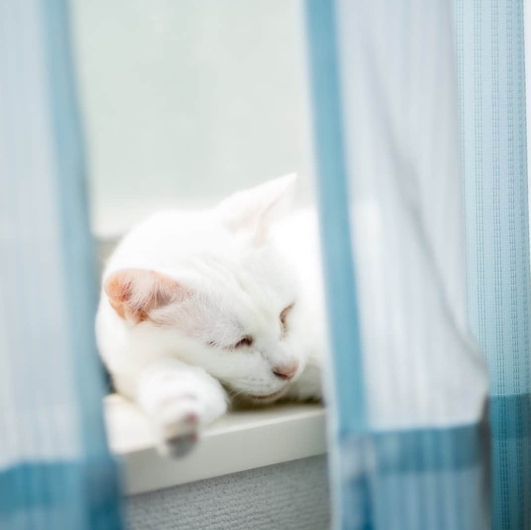 プンクマさんのインスタグラム写真 - (プンクマInstagram)「エアコンの効いた部屋で、敢えて暑い場所で過ごす贅沢者。 #青彩 #ブルーアイズ #猫 #ねこ #blueeyes #cat #neko #catstagram #catsofinstagram」8月1日 18時01分 - pnkm913