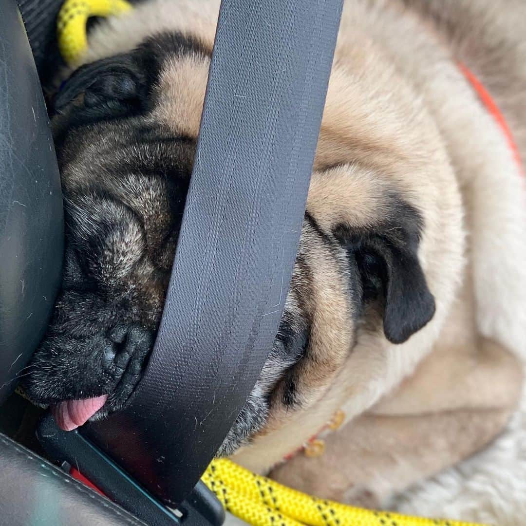 gontaのインスタグラム：「Veterinary examination.  On examination, a tumor was found in the abdomen and testicles.  I'm taking medicine but I don't have surgery.#keelyafternoontea #Gonta2#speakpug #smilingpugs #pugjapn #love #pug #pugsofinstagram #zerozeropug #pugshit #worldofpug」
