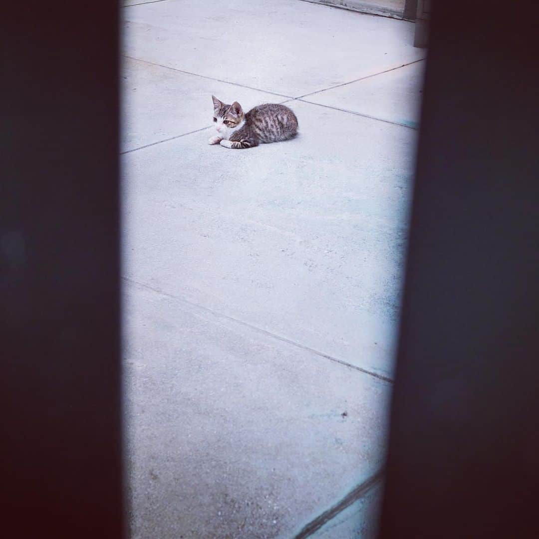のインスタグラム：「久しぶりに野良猫🐈みた。 半分飼われてそうだったので安心 #ねこ #お寺 #かわいい」