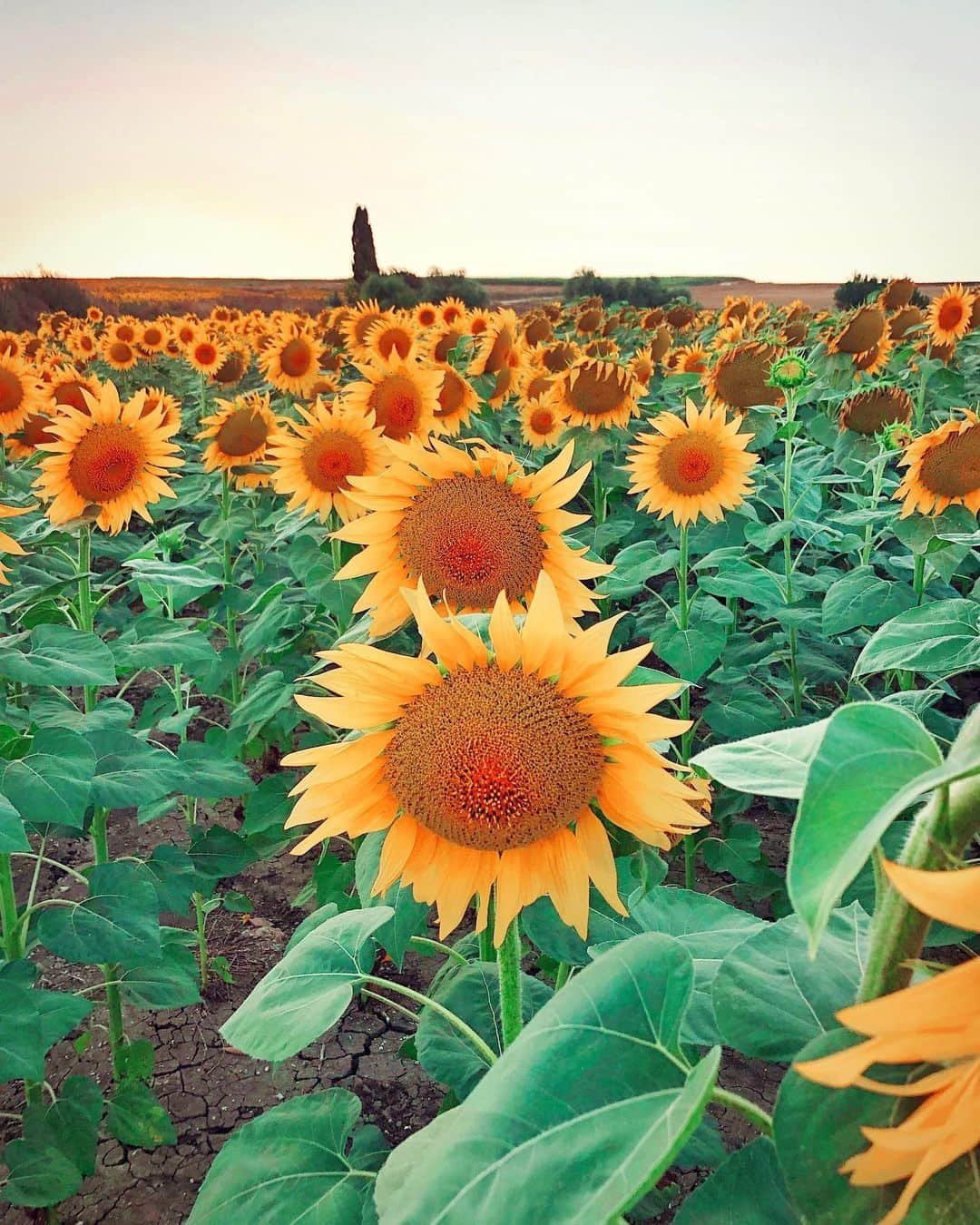 Seyda♥ Travel & Natureのインスタグラム：「Happy ☘️🌻🧡🌼」