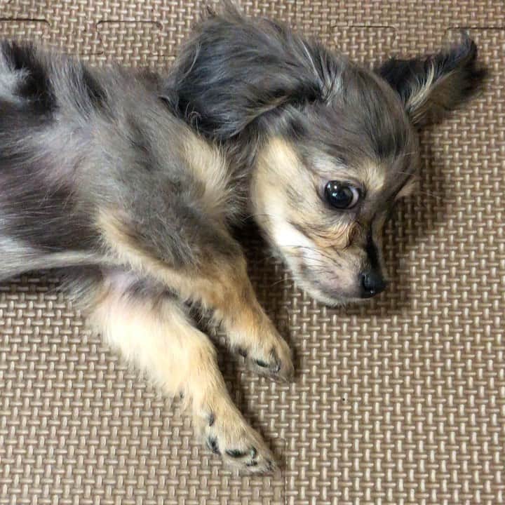 長坂 睦生のインスタグラム：「ととすけです♂#チワックス #ミックス犬 #いぬすたぐらむ #犬のいる暮らし」