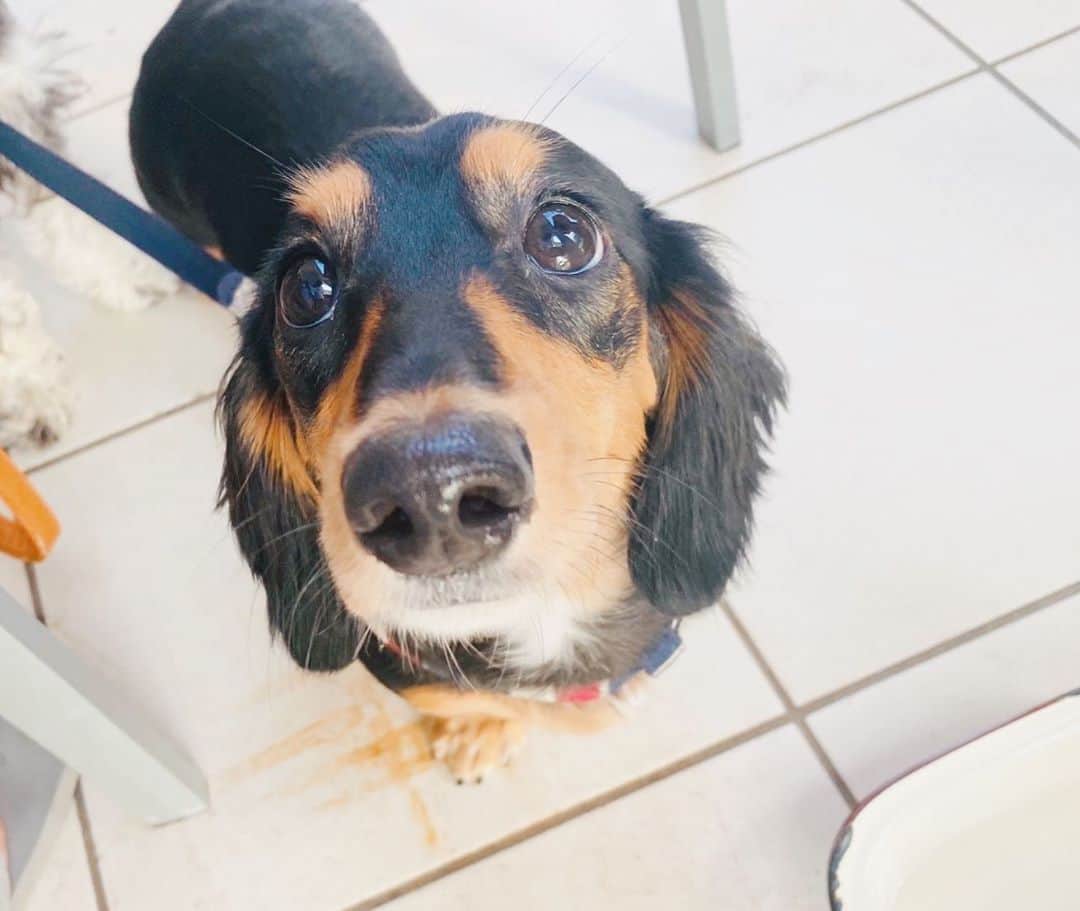 のインスタグラム：「今日のモモはおめめとお鼻がウルウル🥺✨日々コロナ感染者が増えている中でなかなか自由にお出かけができなくて気持ちも落ち込んでしまったりする事もあるけど皆さん頑張って乗り越えましょうね☺️💪  #dog#dogstagram#minituredachshund#dachshund#いぬのいる暮らし#いぬのきもち#ダックスフンド#短足部#❤️」