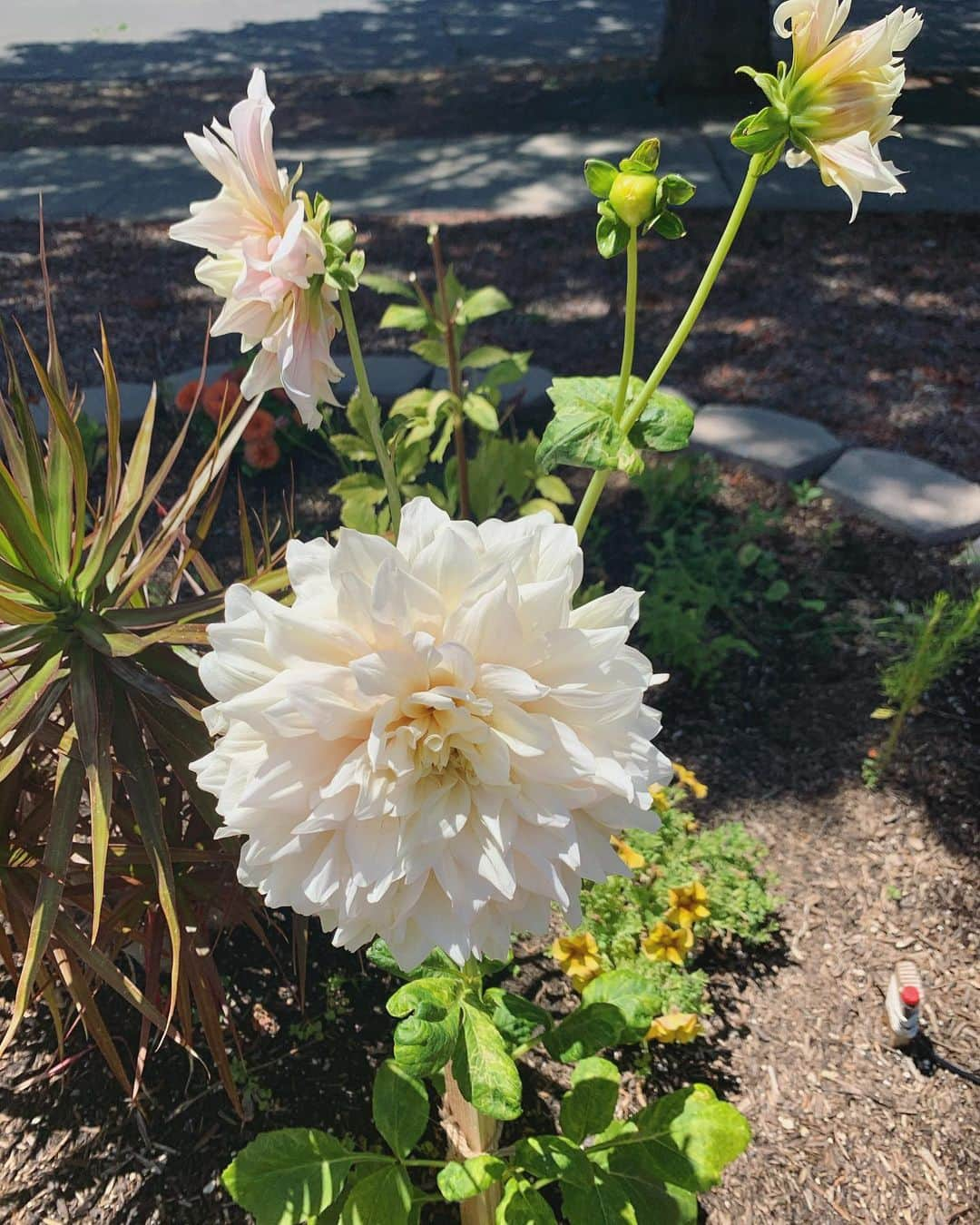 OLIVIAさんのインスタグラム写真 - (OLIVIAInstagram)「Garden beauties☘️🌈💕❤️🍄🌿🌟」8月1日 10時27分 - olivialufkin