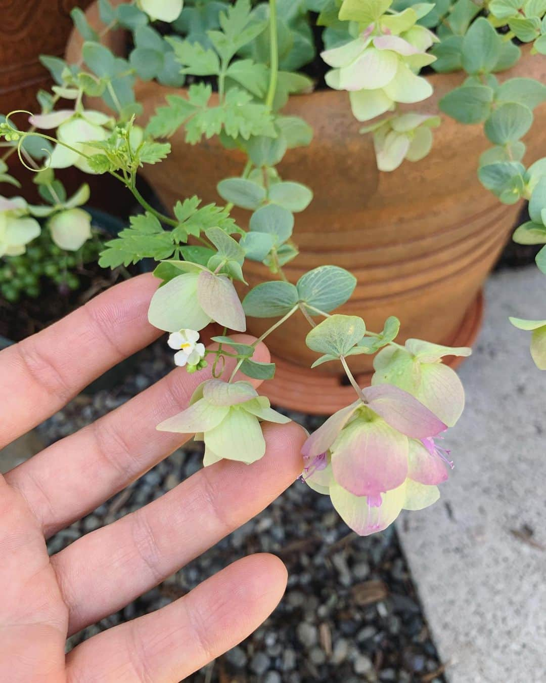 OLIVIAのインスタグラム：「Garden beauties☘️🌈💕❤️🍄🌿🌟」