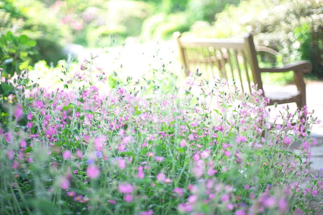 kiccyomuのインスタグラム：「☀️ 2020.08.01 Sat #赤城自然園 去年のストックから… のんびり出来る自然園😊 森の妖精🧚‍♀️ は、そろそろかな？ #心に花を  8月になりましたネ〜 梅雨も明けそうで… 暑い夏が来そうですネ💦 土曜日…今日も元気に🤗  location #群馬 📷撮影 2019年08月」