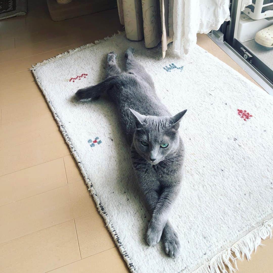 のインスタグラム：「今回、こてつ、あずみを 素敵な記事にしてもらえたので、 ぜひご一読を〜😀😀😀 (プロフィールにも貼っておきます:check my profile URL)  https://www.walkerplus.com/article/1004704/  #ウォーカープラス　#walkerplus  この一ヶ月ほど双子たちは猫風邪にやられ、 今もまだ病み上がり程度な状態です😟 大嫌いな通院も頑張ったよね(飼い主もw) お互い若くないからね〜😅🙀🙀 .  #cat #russianblue #猫 #ねこ #ロシアンブルー #chat  #gato #greycat  #greeneyes #emeraldeyes #ふわもこ部 #にゃんすたぐらむ  #みんねこ  #INSTACAT_MEOWS #catstocker #meowsandwoofs #excellent_cats #meowvswoof #catsofworld #TopCatPhoto  #cutepetclub #IgAnimal_Snaps #cat_features #bestmeow #petoftoday」