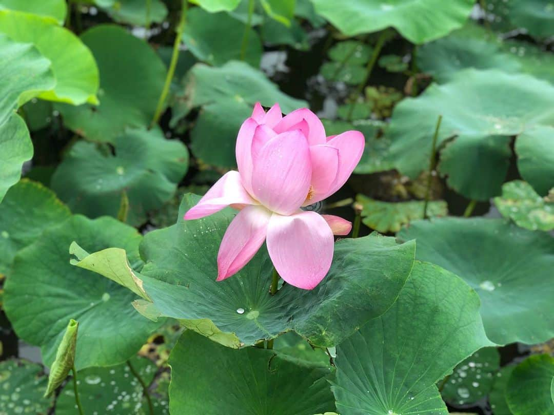 ホリエアツシさんのインスタグラム写真 - (ホリエアツシInstagram)「明けない梅雨はない🌸」8月1日 10時56分 - a.horie