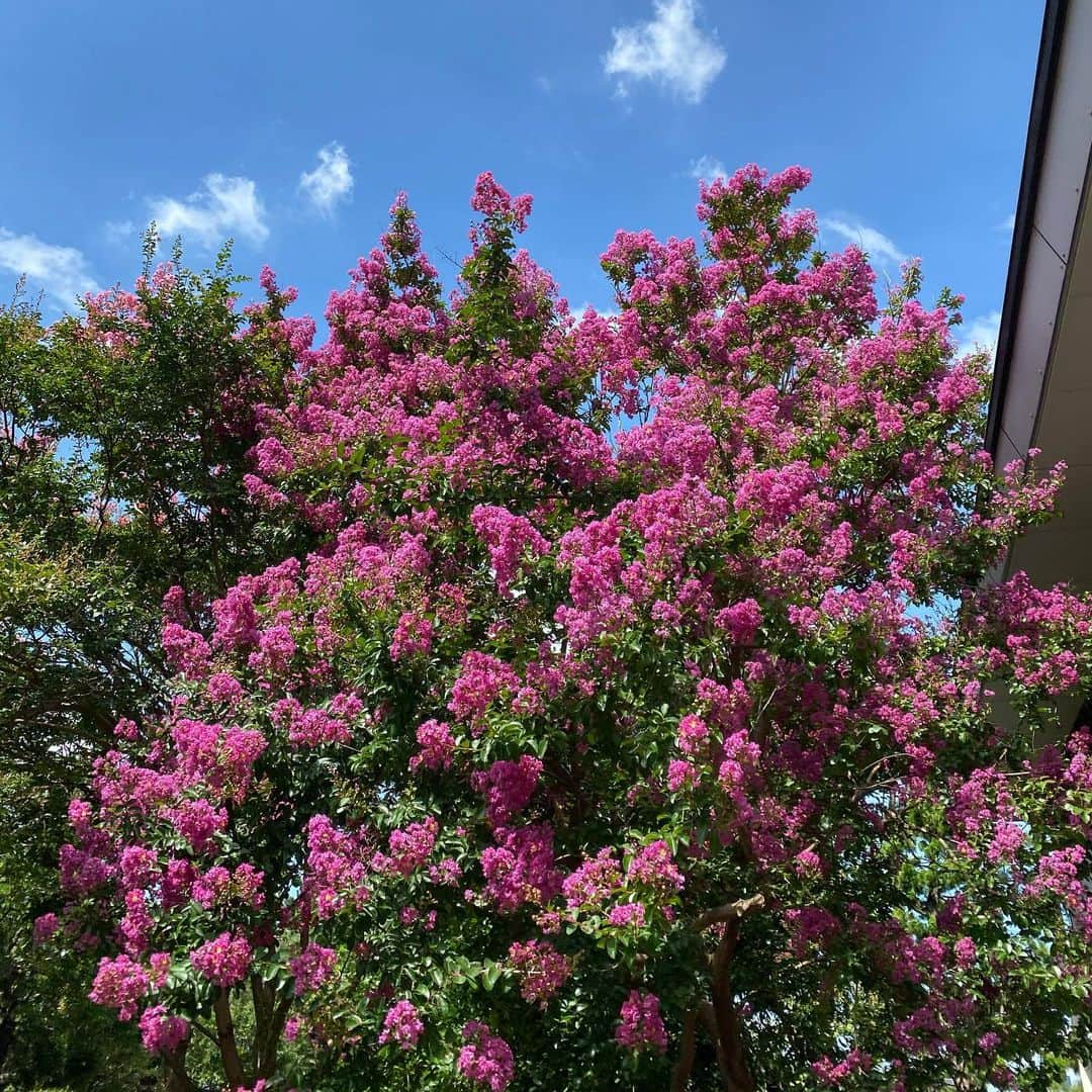 市川海老蔵 （11代目）さんのインスタグラム写真 - (市川海老蔵 （11代目）Instagram)「Today feels like summer, * 今日は夏のよう、」8月1日 11時13分 - ebizoichikawa.ebizoichikawa