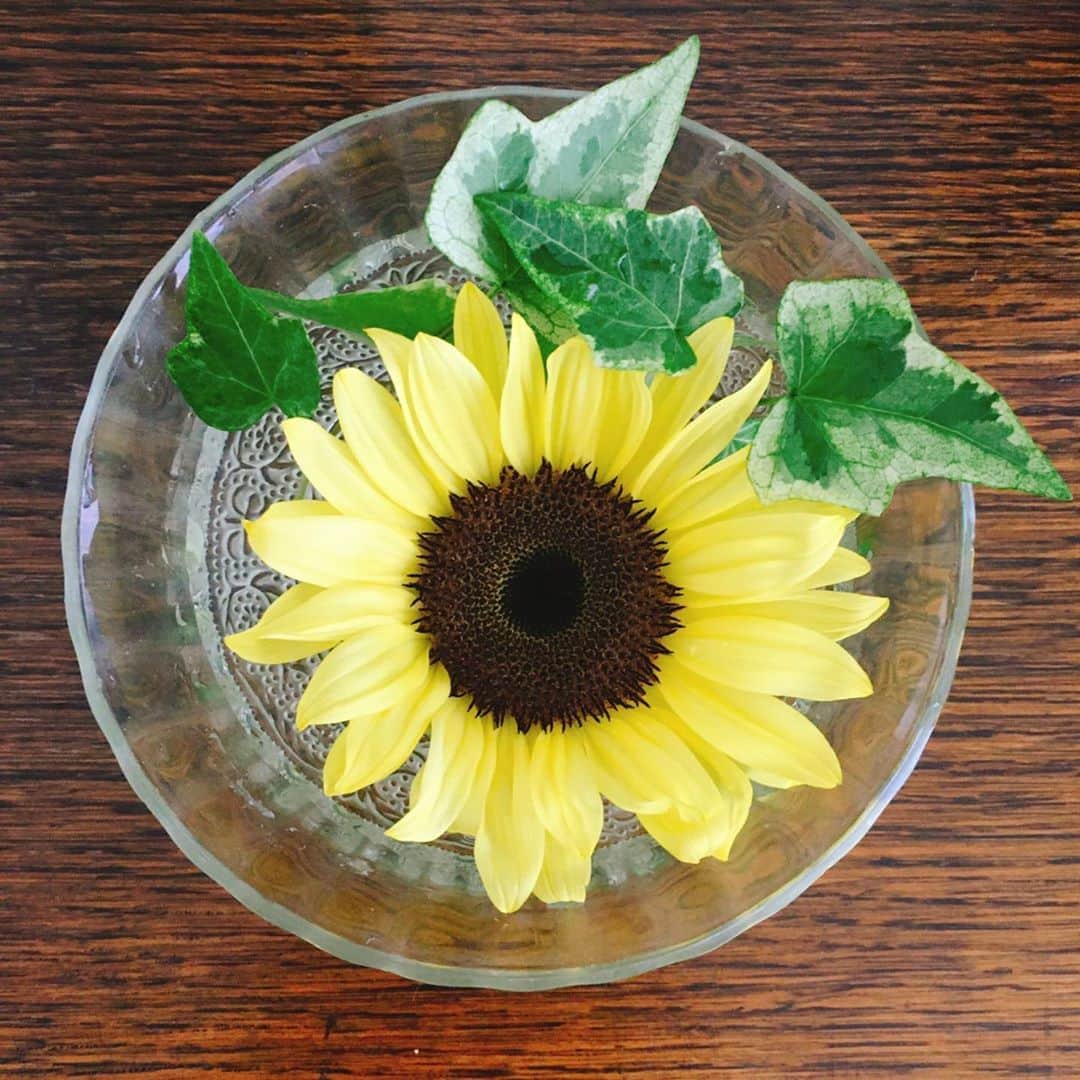 今村沙緒里のインスタグラム：「Hello August！ 梅雨明けかな。 マスクの夏は大変だけど 身体を守らなきゃね＊ ステキな1日を🌿 ・ Beautiful sunflower！ Have a nice day🌻 ・ #sunflower #flower #august #꽃 #여름 #ひまわり #夏 #梅雨明け」