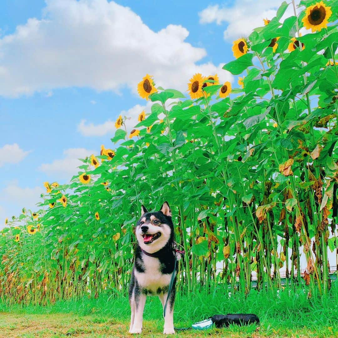 くろさんのインスタグラム写真 - (くろInstagram)「東京もやっとこさ梅雨明け🌻﻿ ﻿ 本日8月1日(土)11時、関東甲信地方と東海地方の梅雨明けが発表されました🎉 ﻿ ってことで、朝んぽの画像を加工しましたwww﻿ #東京もやっと梅雨明け ﻿ #向日葵 #ひまわり #sunflower﻿ #向日葵🌻 #ひまわり🌻 #sunflower🌻﻿ #向日葵と犬 #ひまわりと犬 #sunflowerdog﻿ #kuroshiba #blackshiba #shibainu #shibastagram #instadog #dogstagram #柴犬 #黒柴 #いぬら部 #ふわもこ部 #柴犬部 #モフモフ生命体 #柴犬のいる暮らし #柴犬のいる生活 #柴犬と一緒 #わんこのいる暮らし #わんこのいる生活 #わんこと一緒 #わんダフォ #わんだふるJapan」8月1日 11時34分 - m6bmw