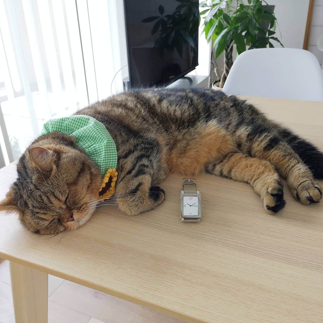 寅次郎（とらちゃん）さんのインスタグラム写真 - (寅次郎（とらちゃん）Instagram)「☆ Happy caturday . 今日から8月だにゃ～🌻 . 僕はここでお昼寝するにゃんよ💤💤 . . . @nomonday_jp ⌚ . 10%offクーポンコード →【toracgv】 ぜひチェックしてみてくださいね。 . . #ノーマンデー #nomonday #時計 #腕時計 #手元倶楽部 #PR #cat #cute #meow #貓 #ねこ #エキゾチックショートヘア #猫のいる暮らし #にゃんすたぐらむ #寅コレ」8月1日 11時48分 - torachanthecat