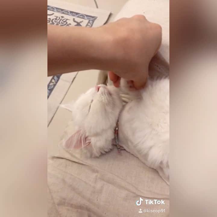 キソプのインスタグラム