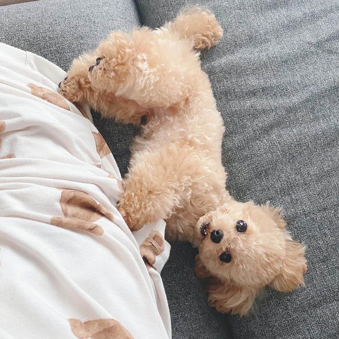 のインスタグラム：「ソファー座ってるといつも横で寝転がってさらのパジャマで遊んでる😂💕 目と鼻がタピオカみたいだな〜🥺💗w #ロイヤルティーカッププードル #ティーカッププードル #マイクロティーカッププードル #いぬすたぐらむ #いぬのいる暮らし #いぬのきもち」