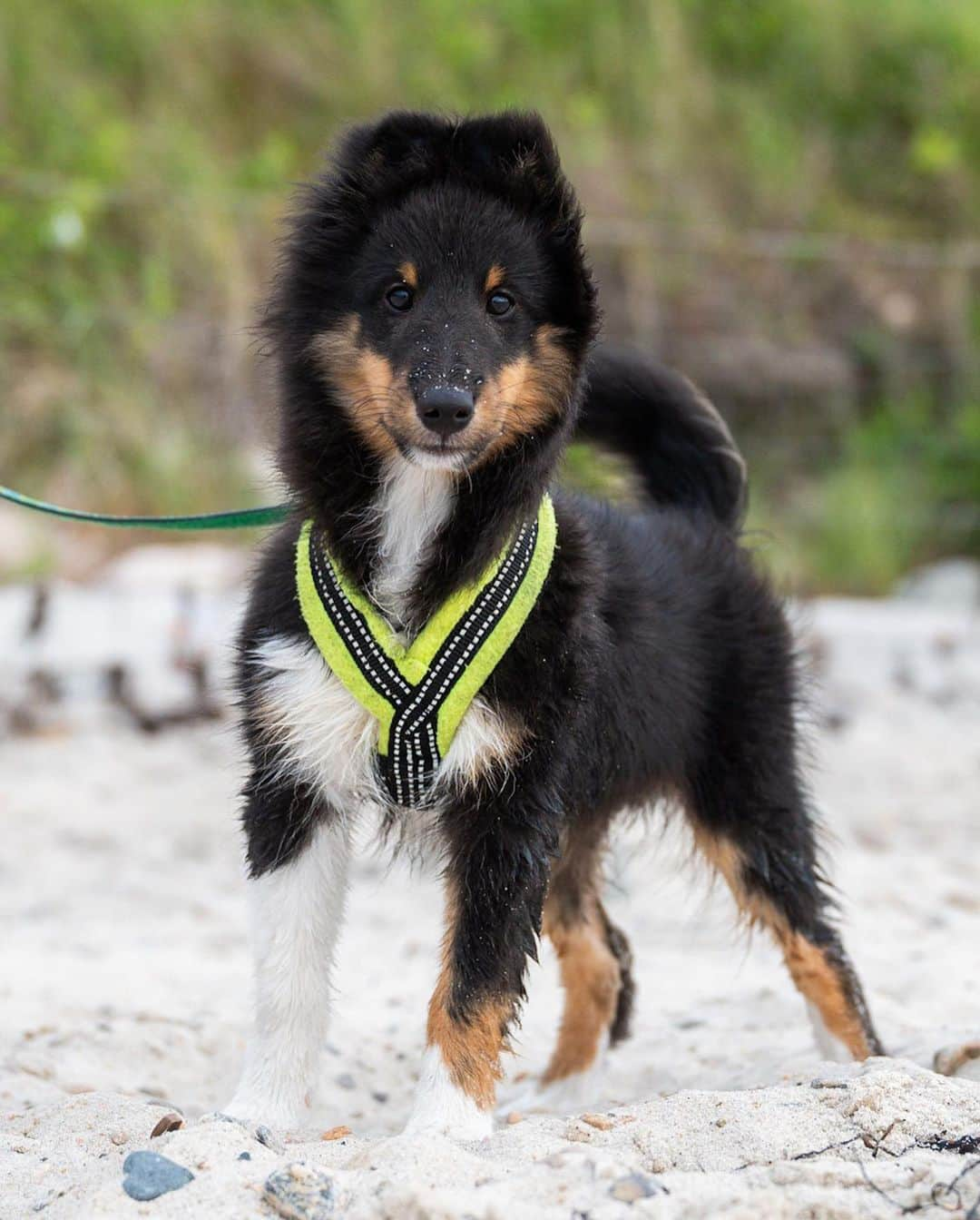 The Dogistさんのインスタグラム写真 - (The DogistInstagram)「Gus, Shetland Sheepdog (15 w/o), The Knob, Falmouth, MA • “He likes to go into the spare bedroom and steal the printer paper. He’s a hopeful future agility star.”」8月1日 12時33分 - thedogist