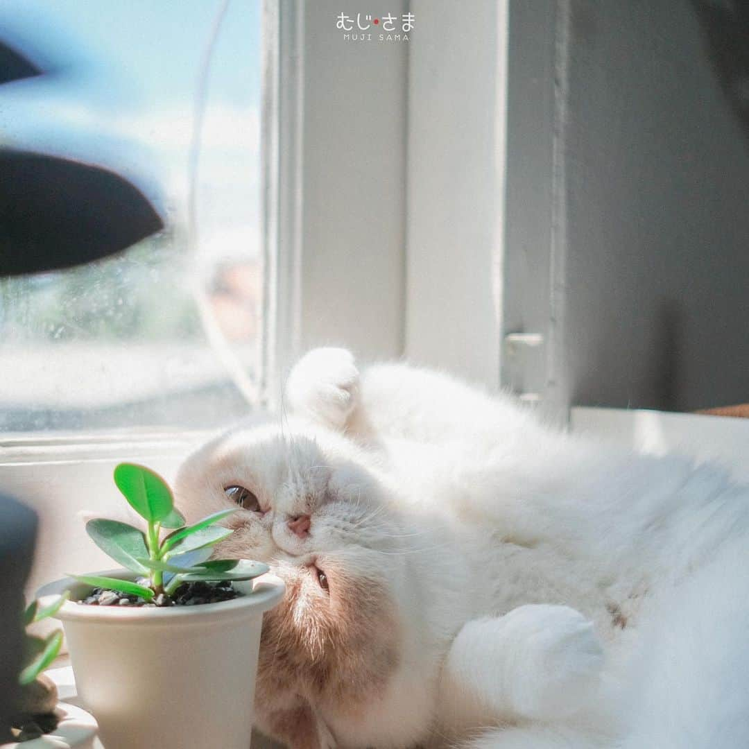 むじさまさんのインスタグラム写真 - (むじさまInstagram)「Morning 🌤」8月1日 12時27分 - mujisama