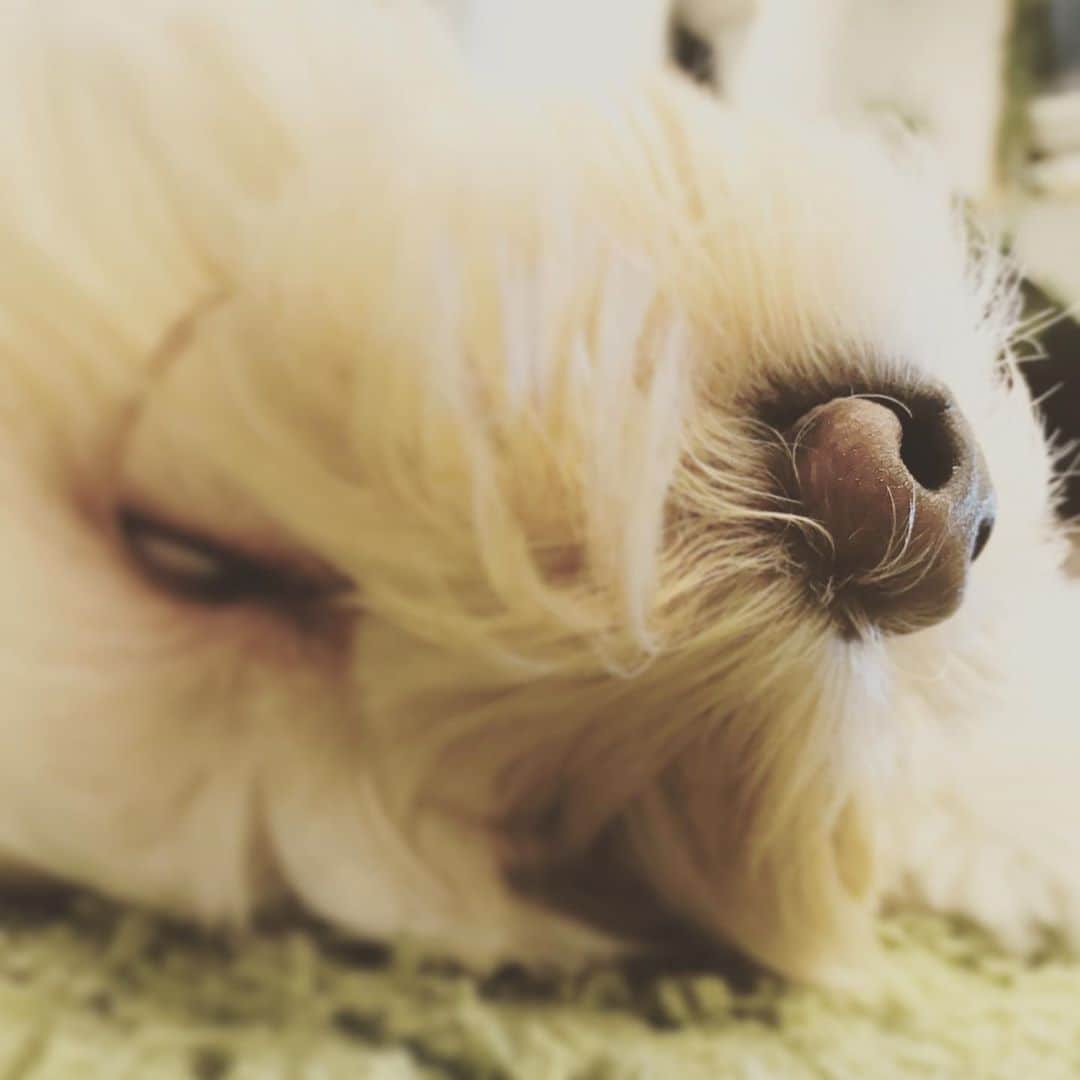 北山陽一のインスタグラム：「寝過ぎ。#きたやまおもち」