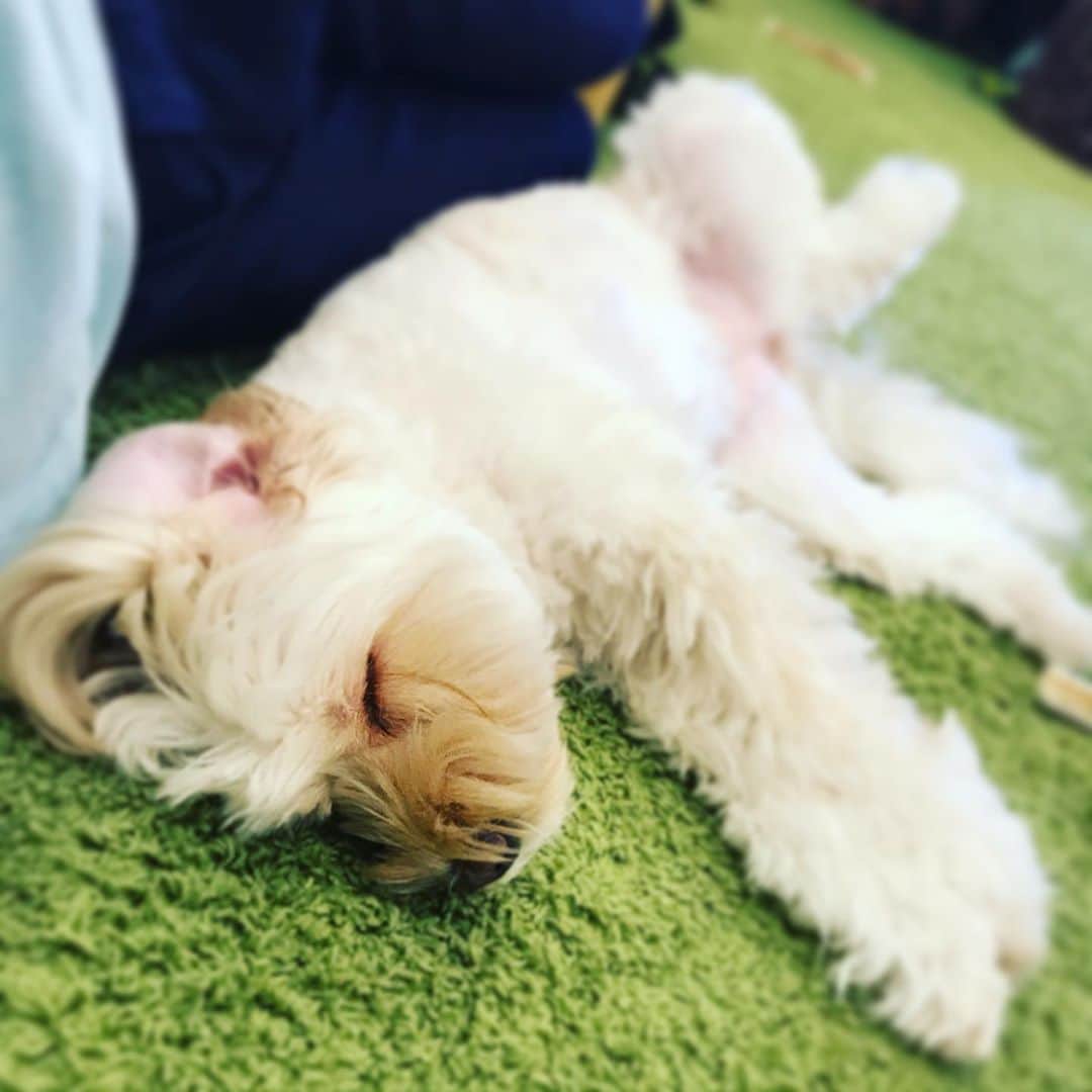 北山陽一のインスタグラム：「いや俺は仕事に戻るよ？#きたやまおもち」