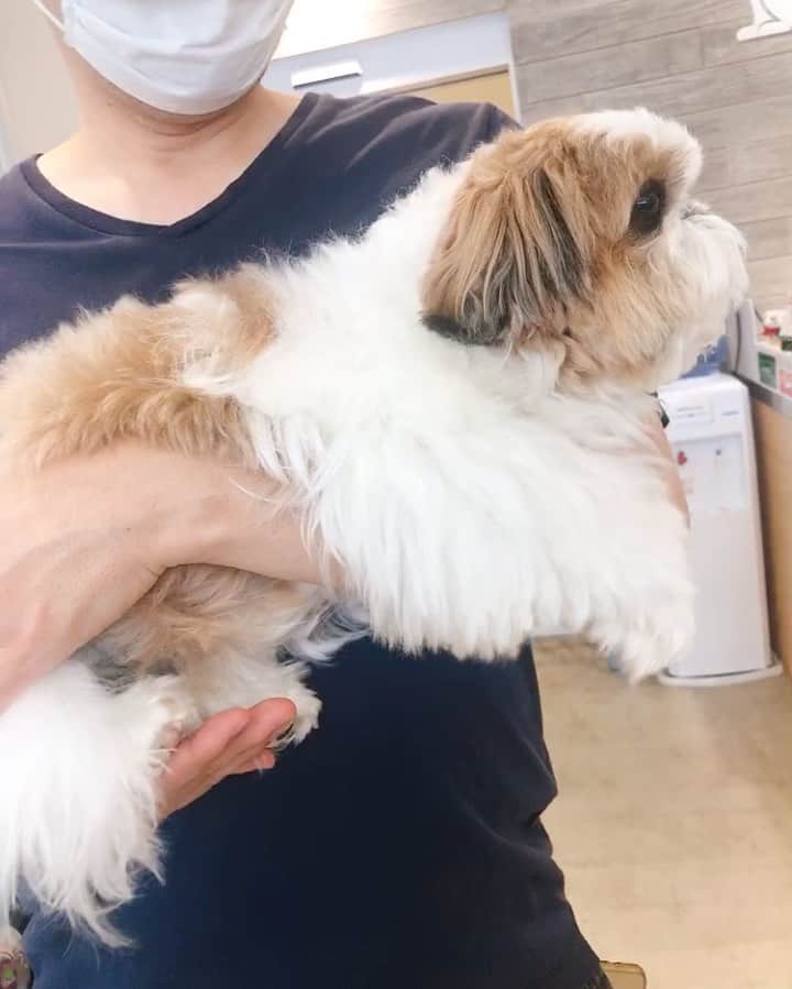 水嶋はちのインスタグラム：「I love the doctors and assistants at the hospital.🏥👨‍⚕️👩‍⚕️💕 * *  ボクは病院が大好きです🐶💓💓 * * #はち #HACHI #シーズー大好き部」