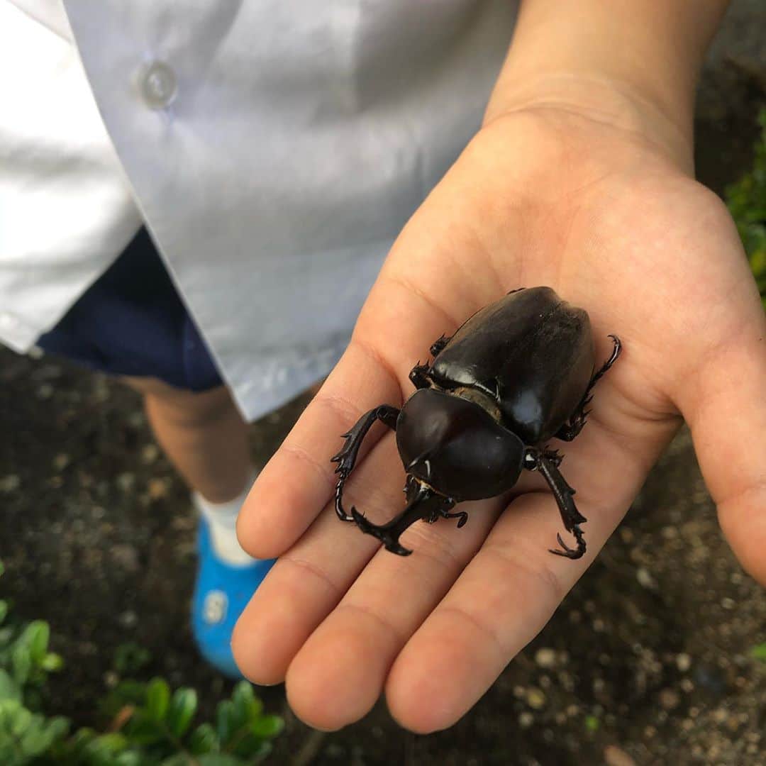 佐藤飛鳥のインスタグラム：「8月にしてやっと梅雨明けーー！ あと一週間幼稚園もあるし、今年はいつもより夏が短そうだし、いつもみたいには楽しめないかもだけど、それなりに夏っぽい事出来たらなと思ってる‼️ マンションのお掃除してくれているおじさんが捕まえたカブトムシをくれた😊けど、もう死んでた😂ちょっと複雑な気持ち でもちむたんカブトムシ捕まえたいとか言ってたし、初めてちゃんとカブトムシ触って観察して楽しそうだった〜家の近くにもいるって事だよね‼️ 今年はカブトムシ捕まえられるように色々研究&実践するのが目標らしいっす。」
