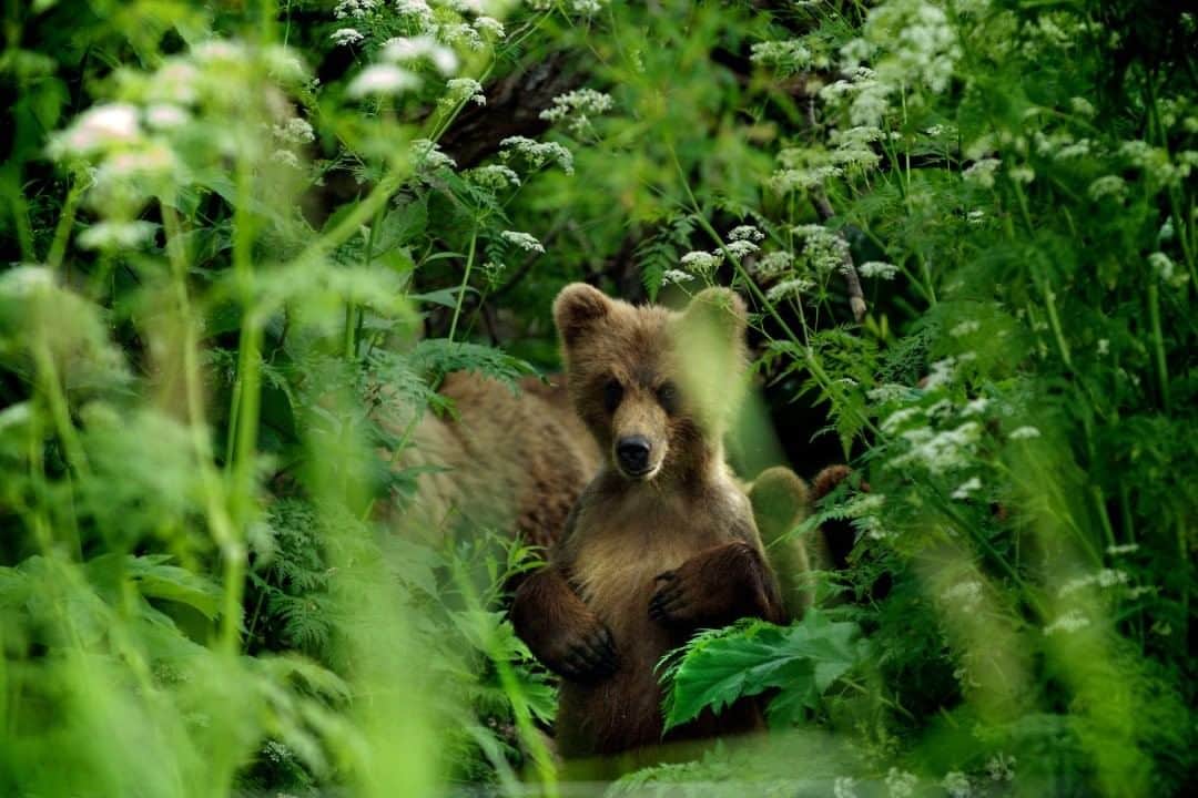 National Geographic Travelさんのインスタグラム写真 - (National Geographic TravelInstagram)「Photo by @amivitale  A Kamchatka brown bear peeks his head out of the thick summer growth of flowers on the remote Kamchatka Peninsula in Russia. The bear is the largest carnivore in Eurasia. The peninsula was once entirely populated by brown bears, and in remote protected areas, it still has some of the highest densities of brown bears on Earth. However, fragmentation, poaching, and dramatic declines in salmon populations due to human fishing are putting increasing pressures on the bears and the communities near them.  Follow @amivitale for more important stories about coexistence. @thephotosociety #bears #kamchatka #russia #conservation #brownbears」8月1日 13時10分 - natgeotravel