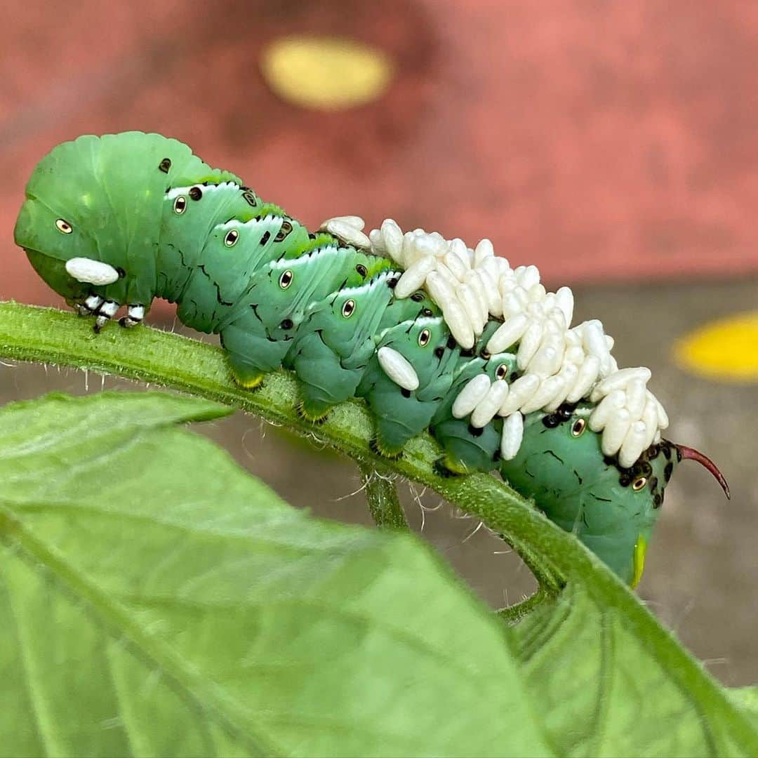 ザックポーゼンさんのインスタグラム写真 - (ザックポーゼンInstagram)「Can’t beat Mother nature’s imagination 👁👁👁👁!! Anybody know the name of this #caterpillar」8月1日 13時12分 - zacposen