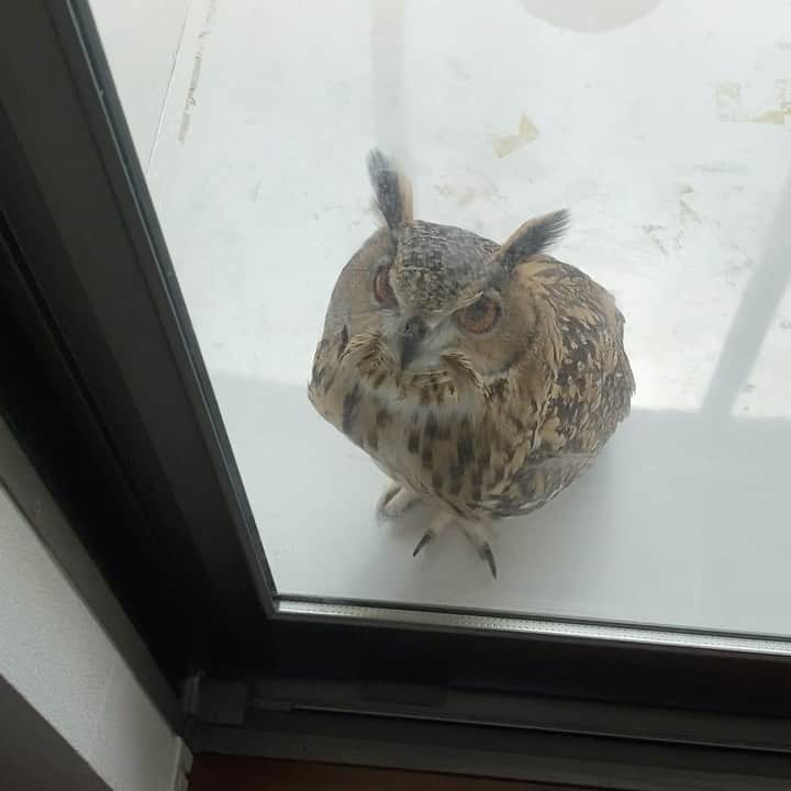 GEN3 Owlのインスタグラム：「今日は一段とテンション高いね〜 Garu's tension is higher than usual. #owl #owlgaru」