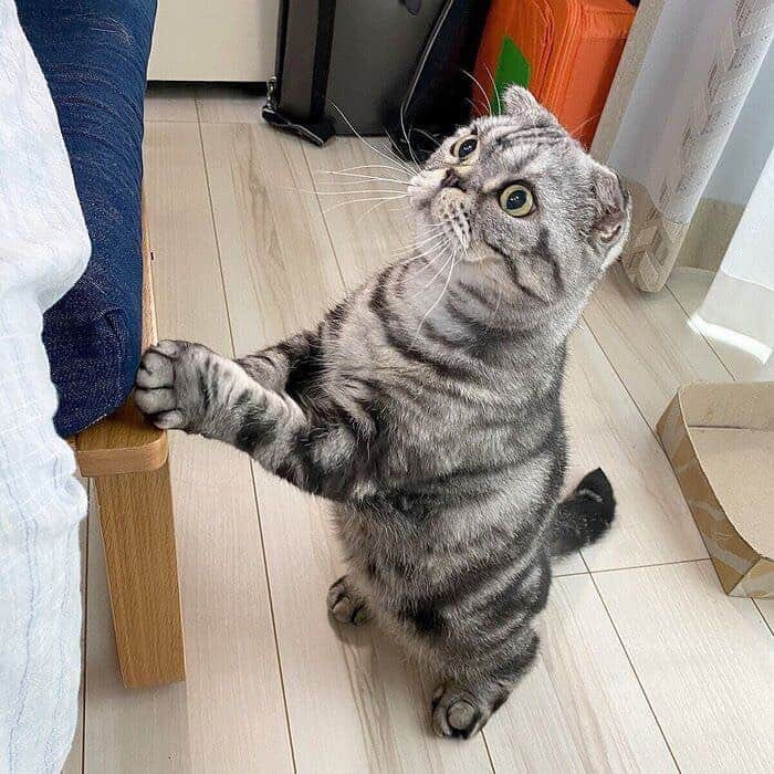 Shishi-maruのインスタグラム：「ねこのきもちWEBMAGAZINE にて、猫エッセイが更新されました。今回は「焼き魚の香りでご飯を食べる」お話です。﻿ アプリ版もありますので是非。﻿ お楽しみください。﻿ ﻿ 【渋ネコししまるさん】#58﻿ ｜ねこのきもちWEB MAGAZINE﻿ https://cat.benesse.ne.jp/lovecat/content/?id=74765 ﻿ 🐱My essay about Shishi-maru is serialized in a weekly magazine:)﻿ ﻿ ーーーーーーーーーーーーー﻿ 🌺「渋ネコ ししまるさん」ねこのきもちWEB MAGAZINE にて毎週金曜日エッセイの連載中﻿ ーーーーーーーーーーー﻿ 📕「ぷっちねこ。」「3匹のちいさな猫を召喚できたなら」「ちいさな猫を召喚できたなら」徳間書店より単行本発売中﻿ ーーーーーーーーーーー﻿ ⭐︎ねこ漫画→@tacos_cat﻿ 🌺Twitter →@taco_emonemon﻿ ーーーーーーーーーーー」