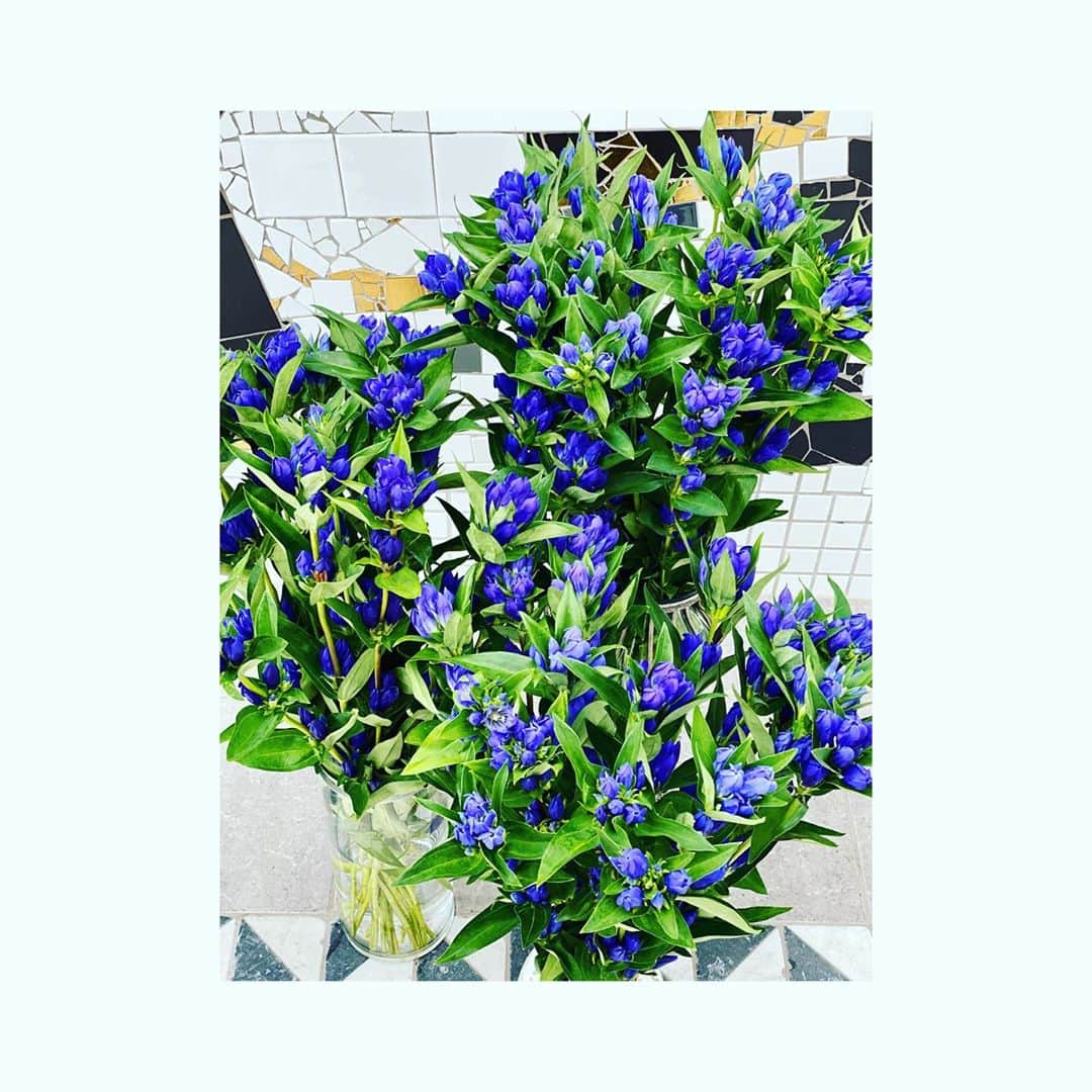 神田うのさんのインスタグラム写真 - (神田うのInstagram)「藍色がとても綺麗なりんどう☺️ 敢えてりんどうオンリーで生けてみましたよ☺️ 季節のお花ってワクワクしますね😊 真っ白な胡蝶蘭とも相性が良いです❤️ #季節のお花#季節の花#季節の花を楽しむ#りんどう#藍色#鮮やか#鮮やかな花#藍色のお花#藍色の花#胡蝶蘭#神田うの#unokanda」8月1日 15時19分 - unokandaofficial