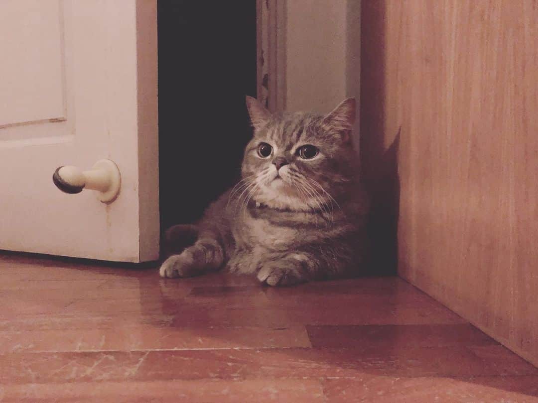 Pancakeのインスタグラム：「yesterday night 😗 #cats #catsofinstagram #sgcats #sgcats #instagramcats #munchkincat #munchkin #まんちかん #ねこ #マンチカン短足 #マンチカン」