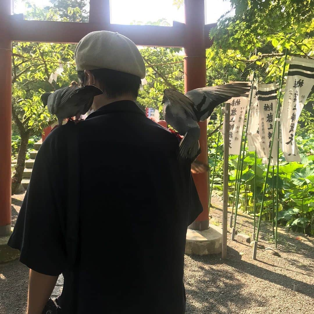 藤原時のインスタグラム：「神社の鳥居をくぐるなり鳩が二匹、肩に止まってきた。「今日もお世話なります先生。今日はどこ行きましょう？」みたいな感じで当たり前の様に自然に。周りの人も境内の「名物おじさん」を見る目やった。右肩に至っては、もう一匹の鳩が「次、オレが止まるからな！次、オレが右肩に止まるからな」と奪い合ってた。 鳥居をくぐって帰路に着く。鳩が気まずくなって、寂しそうに飛んで行った。  #鳩に好かれる #昔から #Pigeon #神社　#ハトに人気　#ハトtheよしもと作ってくれ　#一番人気 #その前に藤子・F・不二雄みたいな帽子　#麻の　#夏すな」