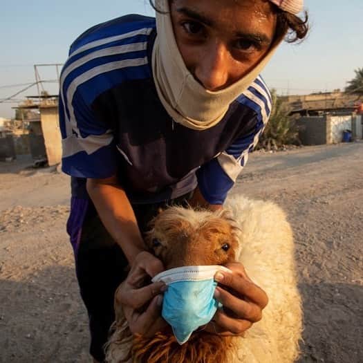 AFP通信さんのインスタグラム写真 - (AFP通信Instagram)「AFP Photo 📷 @hussein.faleh.raheem - A young man holds a face mask against the snout of a sheep in the southern Iraqi port city of Basra on July 30, 2020, as Muslims across the world get ready to celebrate Eid al-Adha. Eid Al-Adha is celebrated each year by Muslims sacrificing various animals according to religious traditions, including cows, camels, goats and sheep. The festival marks the end of the Hajj pilgrimage to Mecca and commemorates Prophet Abraham's readiness to sacrifice his son to show obedience to God. #eid #eidaladha」8月1日 15時23分 - afpphoto