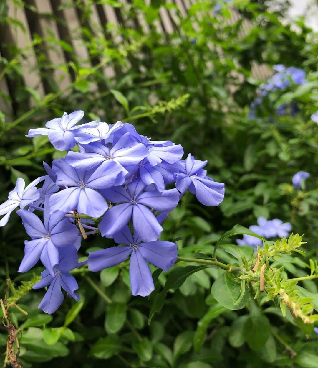 狩野舞子さんのインスタグラム写真 - (狩野舞子Instagram)「小さな幸せ🍀 ・ 『絶妙に好きな色の花が咲いてた🌸』 これなんて花だろ？ 最近花に目が行くな〜🥺 あざとさが出てきたな〜よしよし ・ #小さな幸せ見つけ隊🐾  #あざとくて何が悪いの」8月1日 15時35分 - kanochan715