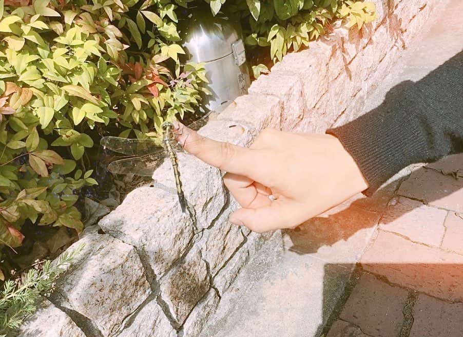 秋山ゆずきのインスタグラム：「. . 祝！梅雨明け🐌 朝起きた瞬間、これは！！！ 梅雨明けに期待！って感じの お天気でしたもんね😏  うれしい。  トンボ見つけて定番のあれしたら とまってくれました🦅  久しぶりにお花屋さんへ。 可愛すぎるリンドウさんと ケイトウさんと ムギワラギクさん。  #とんぼ #リンドウ #ケイトウ #ムギワラギク #お花 #お花のある暮らし  #ようこそ #夏 #梅雨明け」