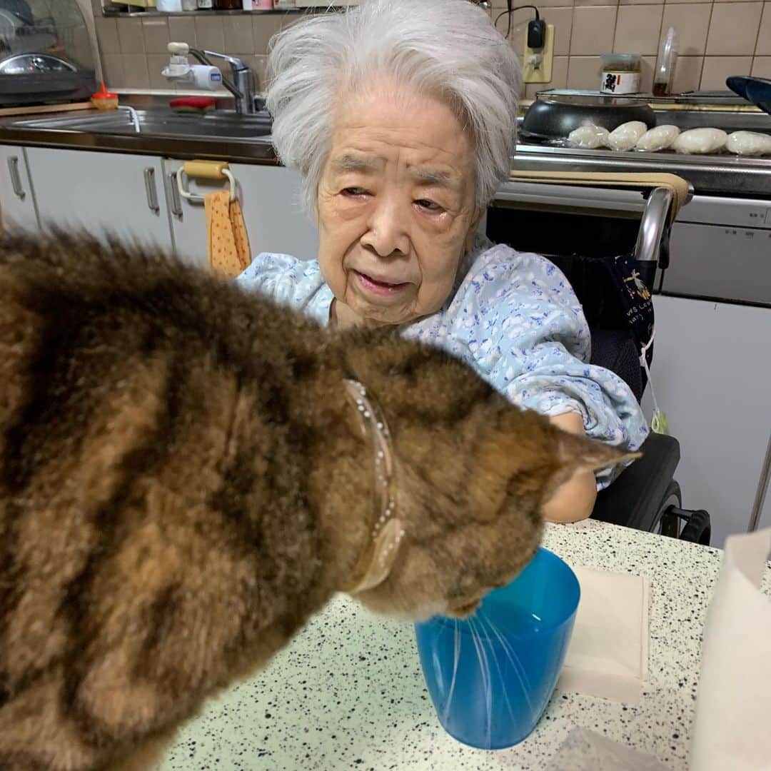 Kachimo Yoshimatsuさんのインスタグラム写真 - (Kachimo YoshimatsuInstagram)「ココアとバーバ Cocoa & Mother ナナクロがあっちに行ってからテーブルの上で水を飲むようになってココア。 #うちの猫ら #cocoa #ナナクロの影響 #猫 #ねこ #cat #ネコ #catstagram #ネコ部 http://kachimo.exblog.jp」8月1日 16時18分 - kachimo