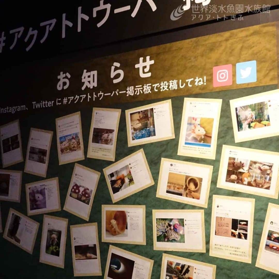世界淡水魚園水族館 アクア・トト ぎふのインスタグラム：「#アクアトトウーパー掲示板　新たな投稿も掲出させていただきました！ ウーパー愛が伝わってくるお写真の数々、ありがとうございます。  引き続き皆さまのご投稿、お待ちしています！  投稿について詳しくはHPをご覧ください。  #アクアトト #アクアトトぎふ #アクアトト岐阜 #aquarium #ウーパールーパー」