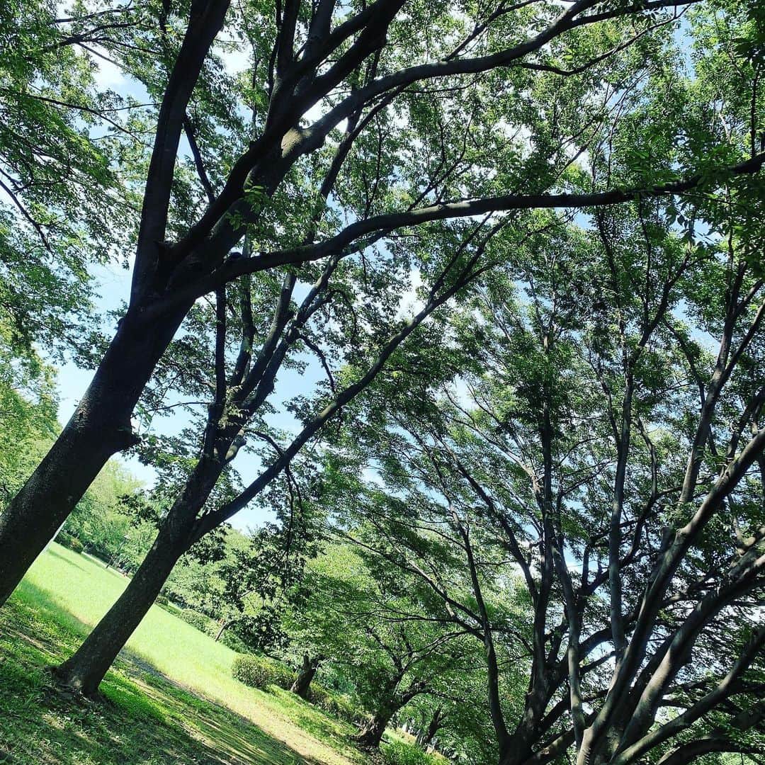 仁田宏和のインスタグラム：「近所の公園  #公園  #木」