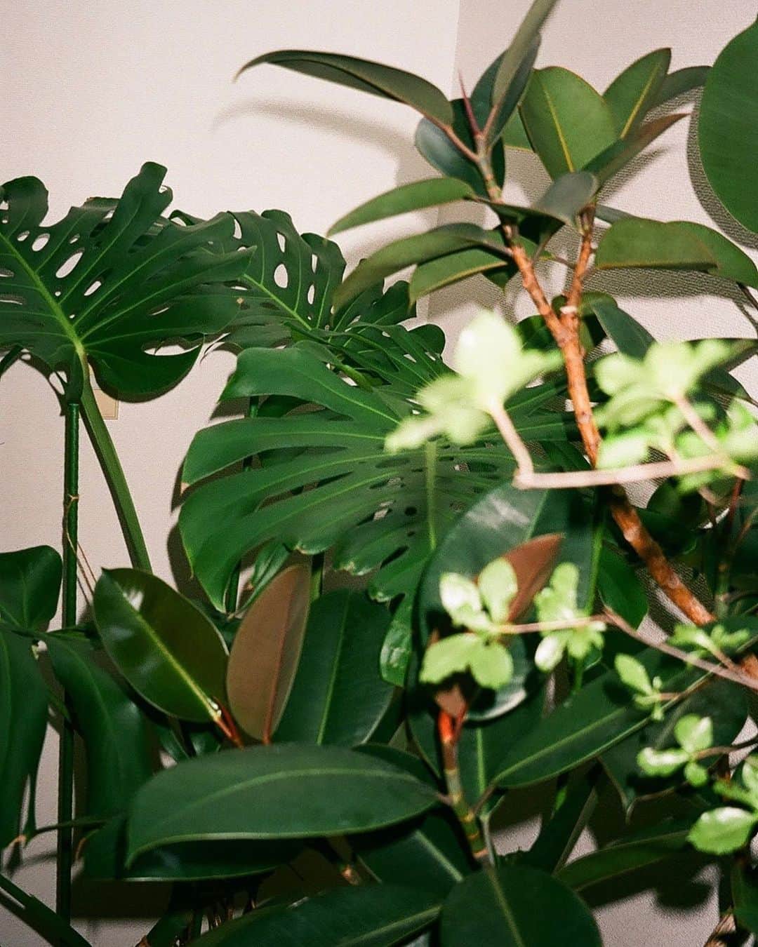 Hiashi Maeharaのインスタグラム：「🌱」