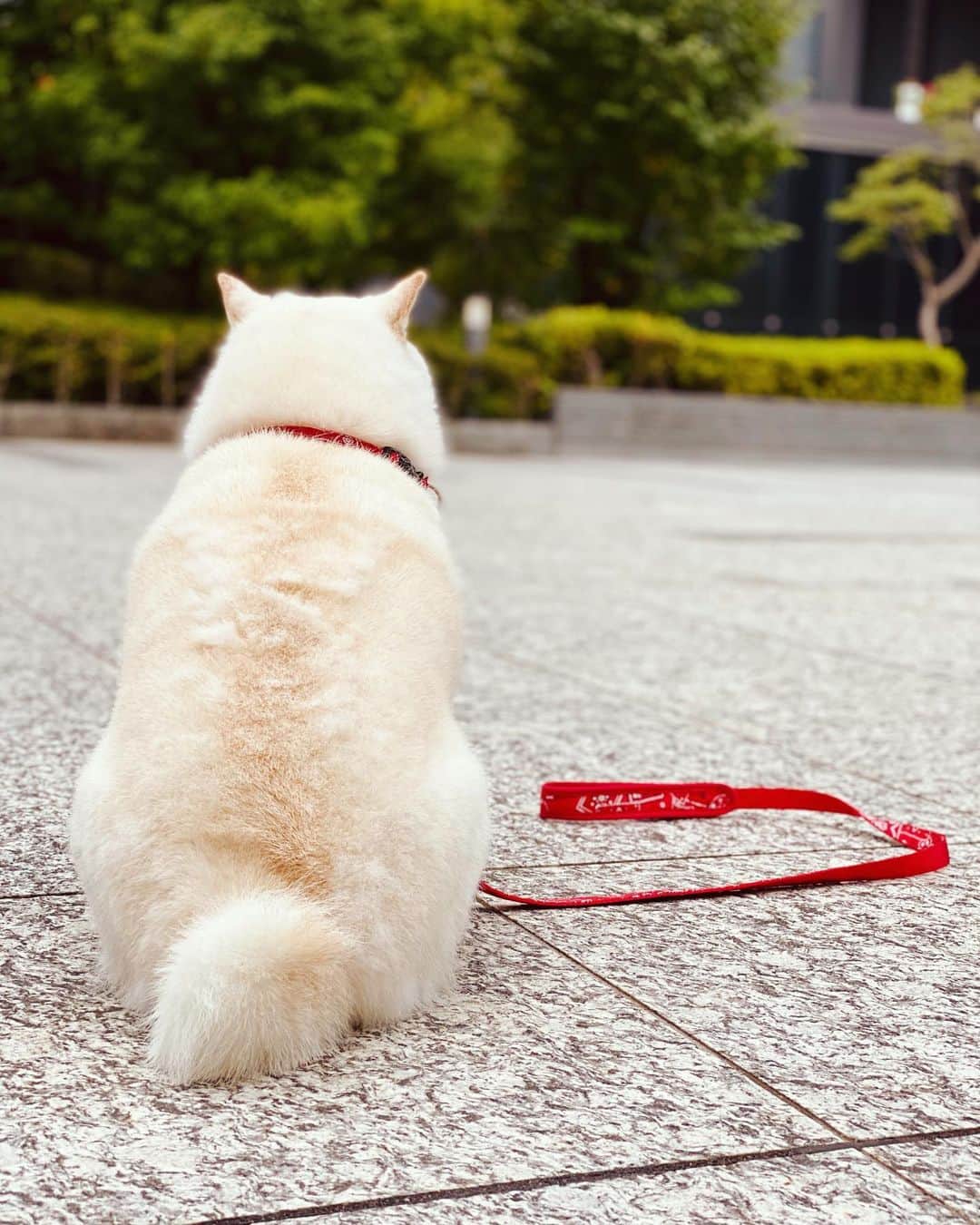 花井瑠美のインスタグラム：「哀愁が…😂 流石、日本犬🇯🇵  大きく変わる時"大変"だけど 変わるから新しい景色が視える🕊  試練は乗り越えれる人にしか与えられないって✨  隣にいてくれて ありがとう  #日本犬#白柴#柴犬#🇯🇵 #武士道 #きた#10年の切り替え #命#魂と繋がる  #今が正念場」