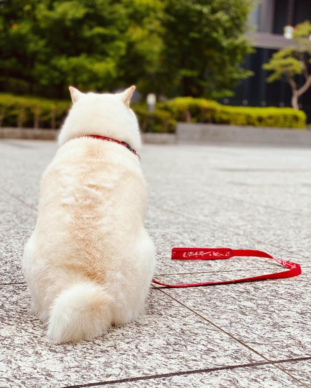 花井瑠美のインスタグラム：「哀愁が…😂 流石、日本犬🇯🇵  大きく変わる時"大変"だけど 変わるから新しい景色が視える🕊  試練は乗り越えれる人にしか与えられないって✨  隣にいてくれて ありがとう  #日本犬#白柴#柴犬#🇯🇵 #武士道 #きた#10年の切り替え #命#魂と繋がる  #今が正念場」