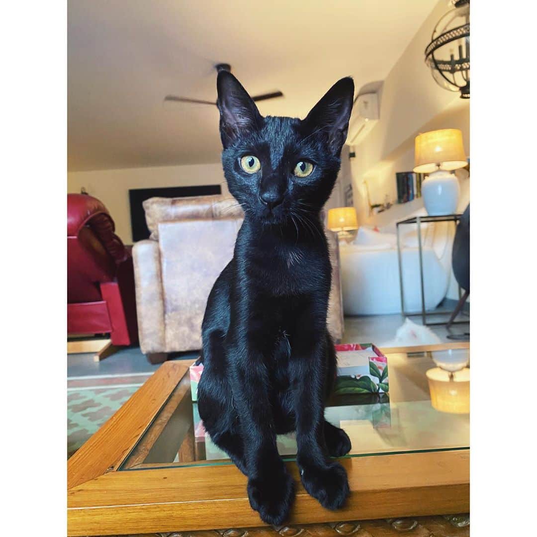のインスタグラム：「when all else fails turn cat paparazzi 📸」