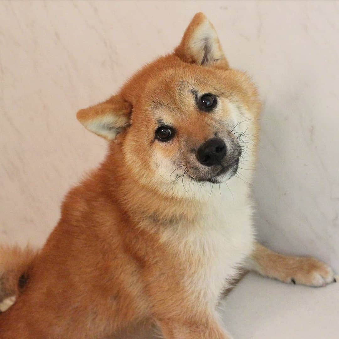 柴犬たま Shibainu Tamaのインスタグラム